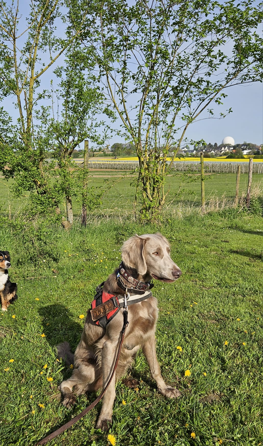 IMG 20240413 WA0000(1)